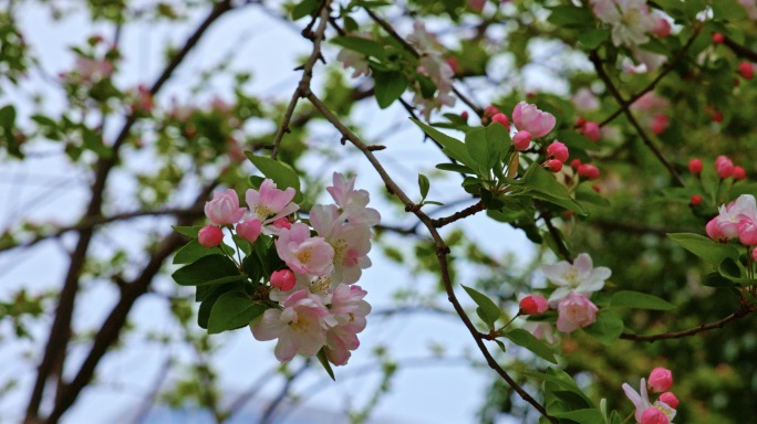 4K三月海棠花 春天来了枝繁叶茂花团锦簇