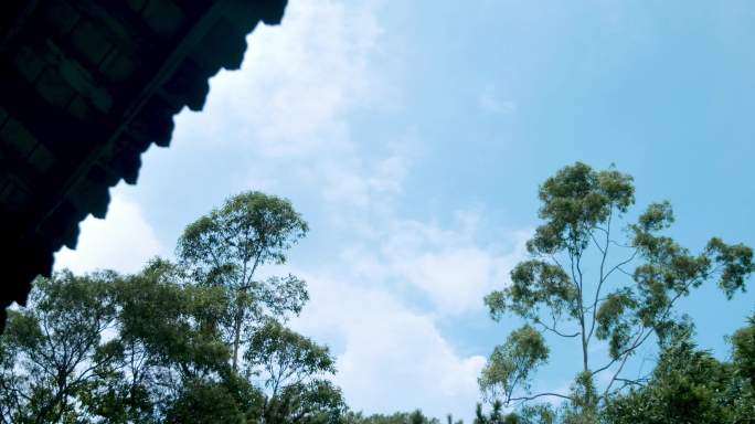 树蓝天白云