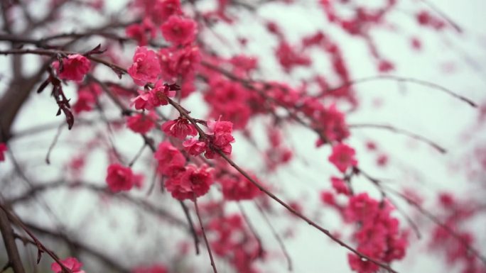 雨 挑花 春雨 唯美 古风 桃枝