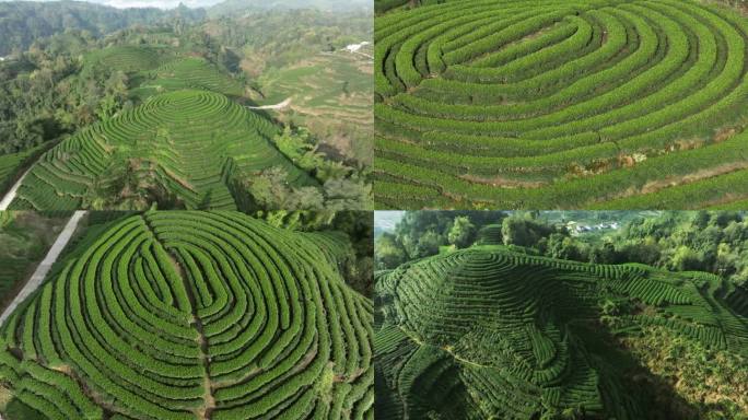 唯美茶园风光川茶基地名山茶园视频素材