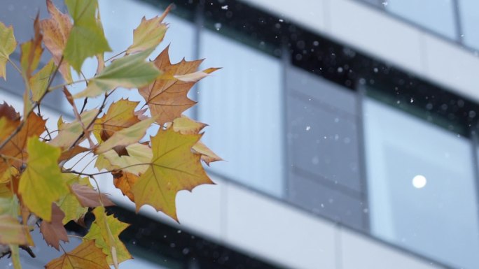 枫叶 雪景 建筑 城市