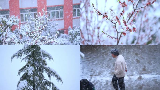 雪中桃花桃树下大雪暴雪雪中行人冒雪行走