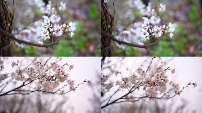 雨 挑花4