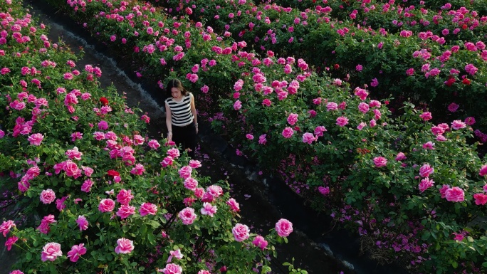 三亚博后村在玫瑰花田中的游玩拍照的旅客