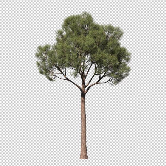 树12