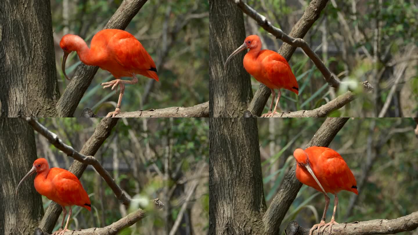 南美洲的鸟类美洲红鹮4K