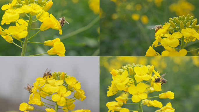 【4K】蜜蜂和油菜花