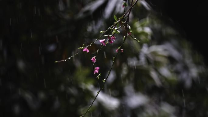 三月桃花雪