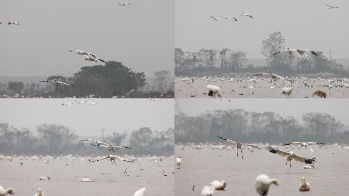国家一级保护动物白鹤
