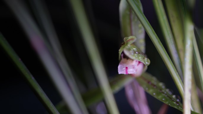 春天兰花花芯花瓣水珠灯光实拍原素材光影