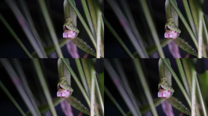 春天兰花花芯花瓣水珠灯光实拍原素材光影