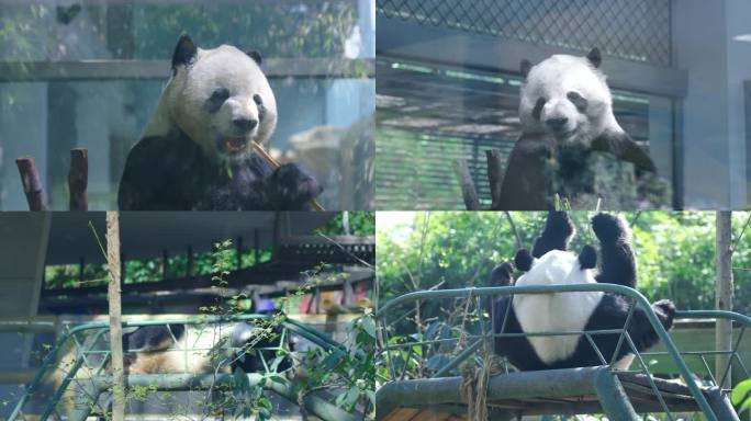 熊猫吃竹子 晒太阳