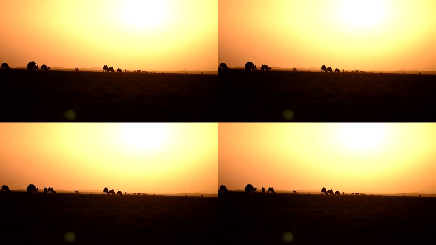 自然景色黄昏天边太阳骆驼戈壁落日
