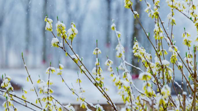 下雪中的连翘花