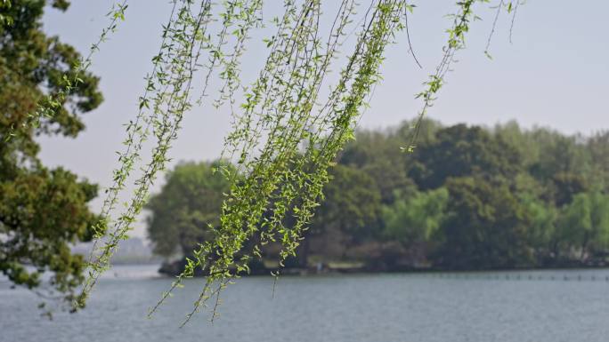 风吹柳树 柳枝 柳条 嫩柳