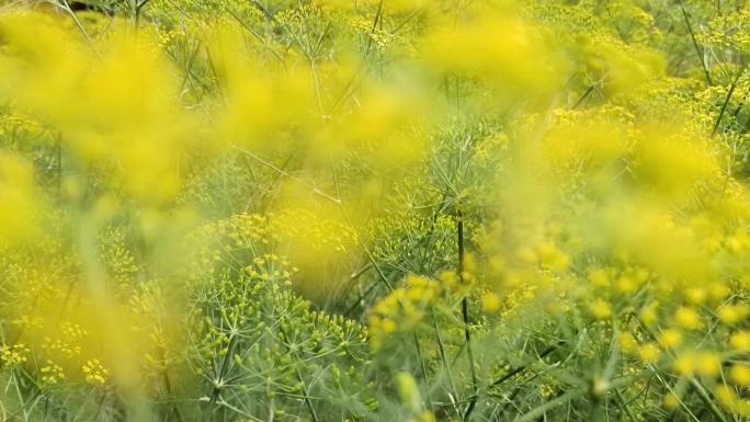 茴香花 茴香草 春天谷雨 春季花儿开花开