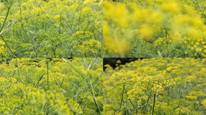 茴香花 茴香草 春天谷雨 春季花儿开花开