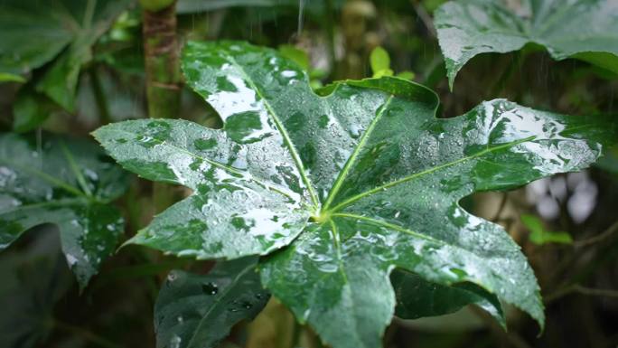 春雨下雨惊蛰树叶水滴雨滴大自然森林雨滴水