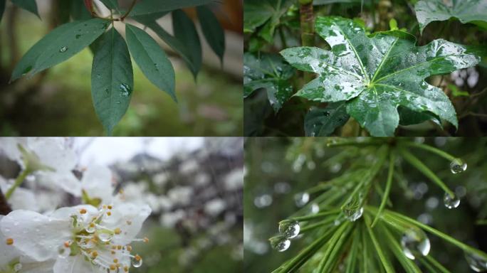 春雨下雨惊蛰树叶水滴雨滴大自然森林雨滴水