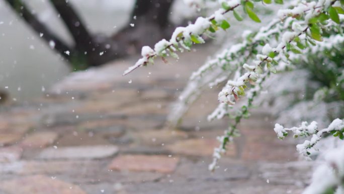 雪中空镜2雪中绿植雪中花