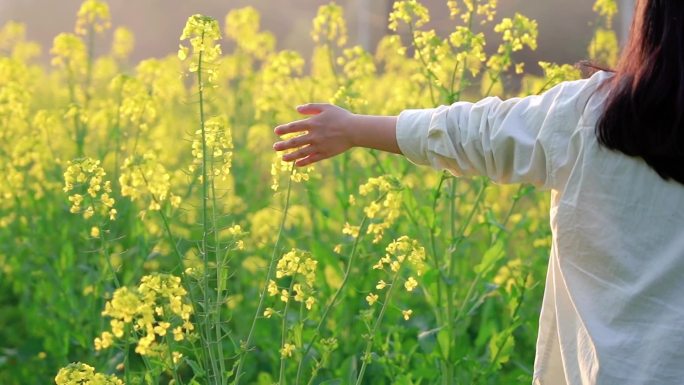 唯美意境阳光里抚摸油菜花