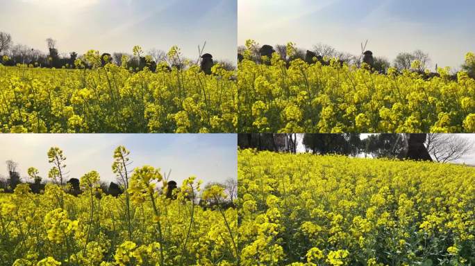 万国公园油菜花升格2