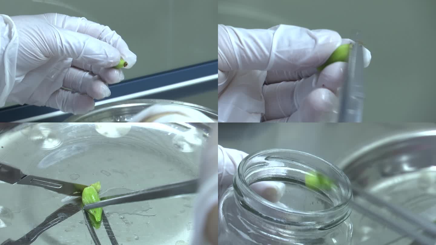 石斛 实验室 组织培养 繁殖 育种