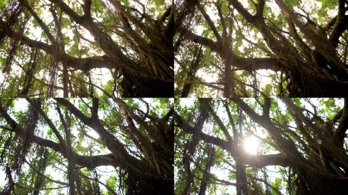 夏天阳光树叶唯美意境植物树叶逆光树林