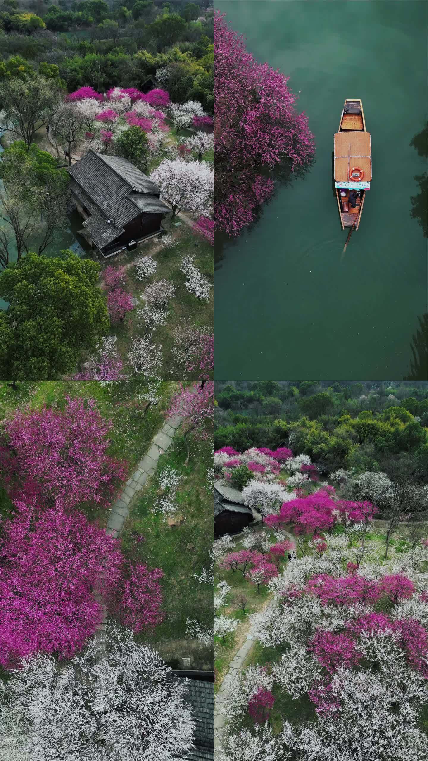 杭州西溪国家湿地公园春天风光梅花盛开竖版