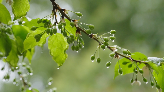 春雨