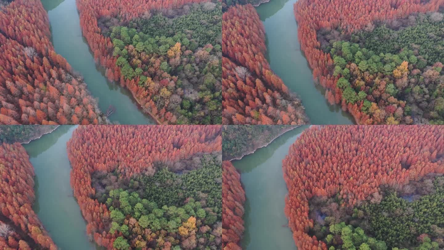 深秋唯美红色树林