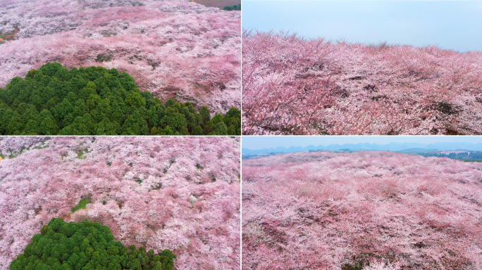 樱花航拍 贵州平坝樱花航拍