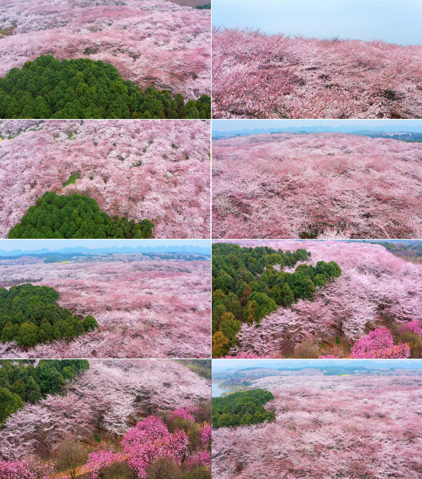 樱花航拍 贵州平坝樱花航拍