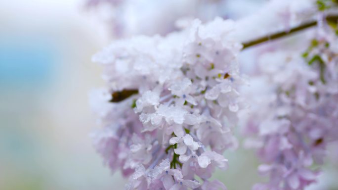 桃花雪  春雪 下雪 雪景 花与雪 雪天