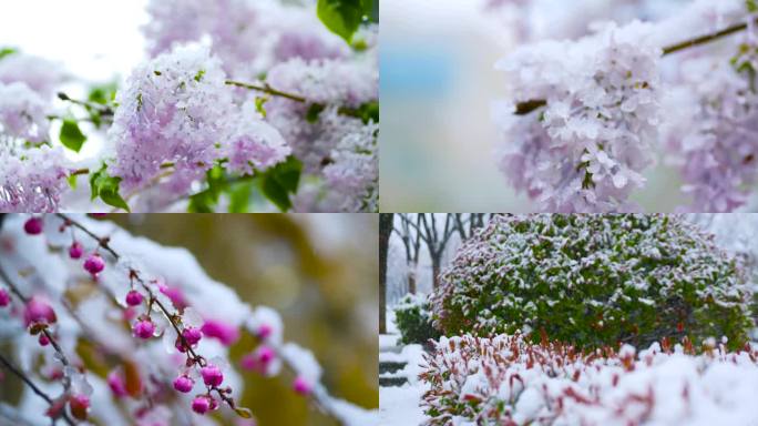 桃花雪  春雪 下雪 雪景 花与雪 雪天