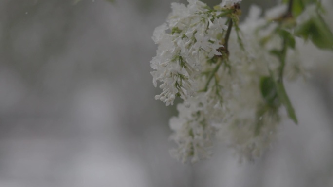 雪中空镜2中雪空镜