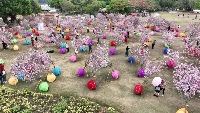 深圳樱花节