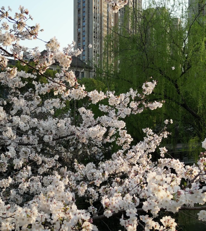 樱花盛开竖版视频杭州樱花miniPro