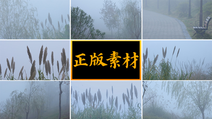清晨河边迷雾里的草木【集锦】