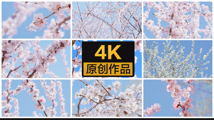 【4K】春天盛开的桃花樱花春分浪漫粉红色