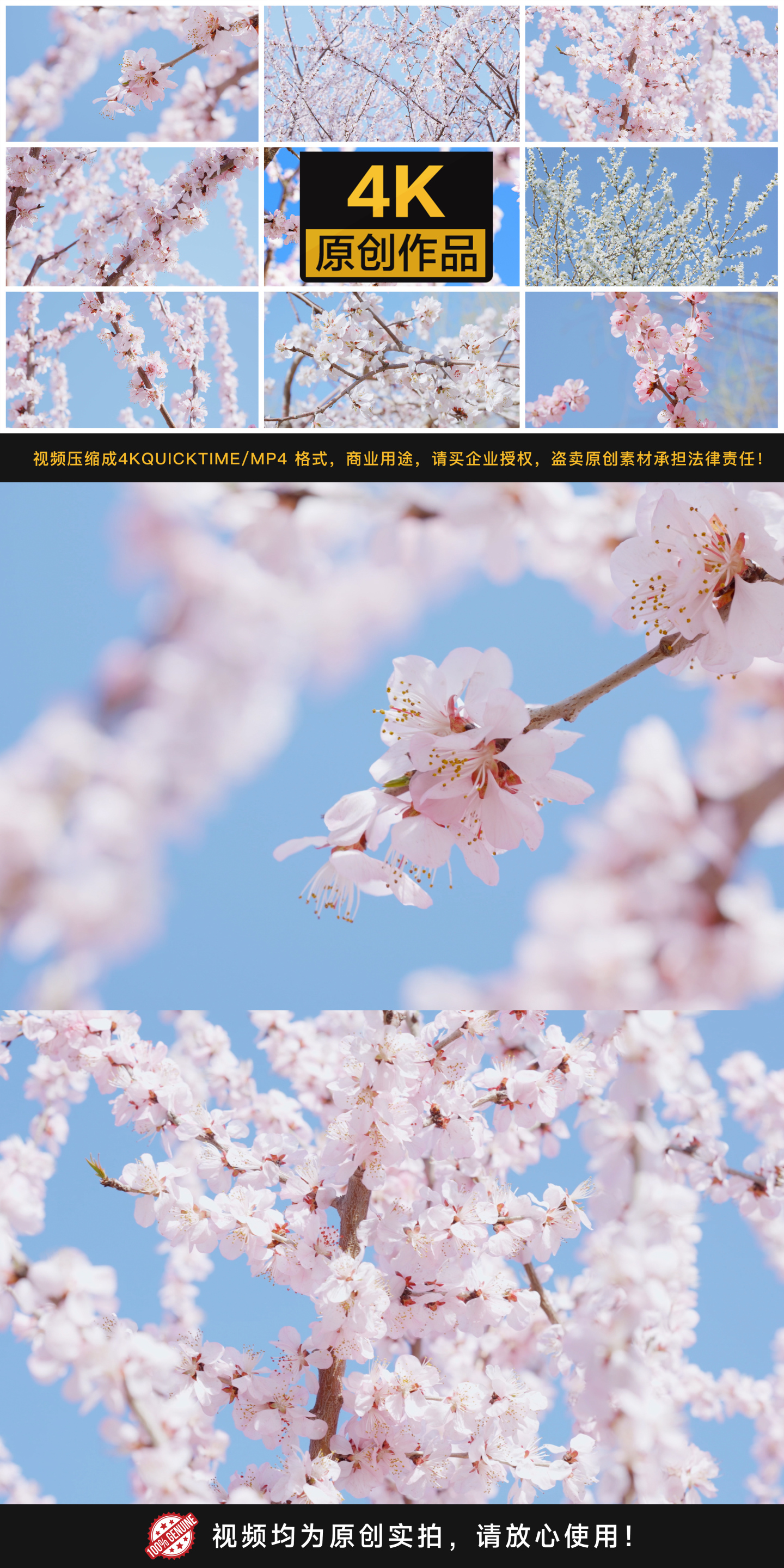 【4K】春天盛开的桃花樱花春分浪漫粉红色