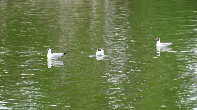 布达拉宫脚下 水上公园 拉萨湿地公园