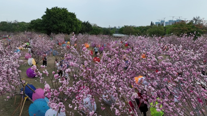 深圳樱花节