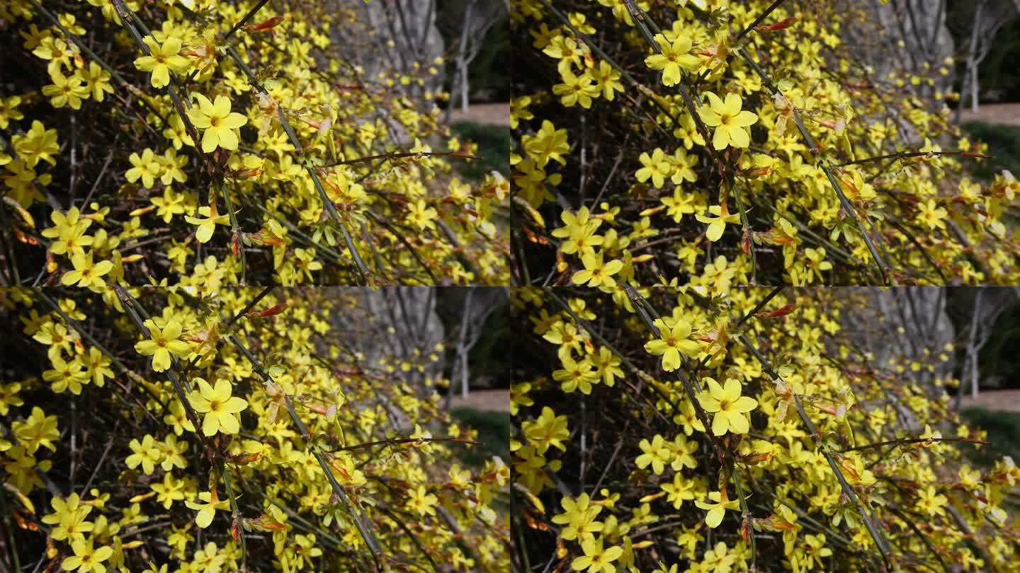 春天盛开的黄色迎春花随风摆动