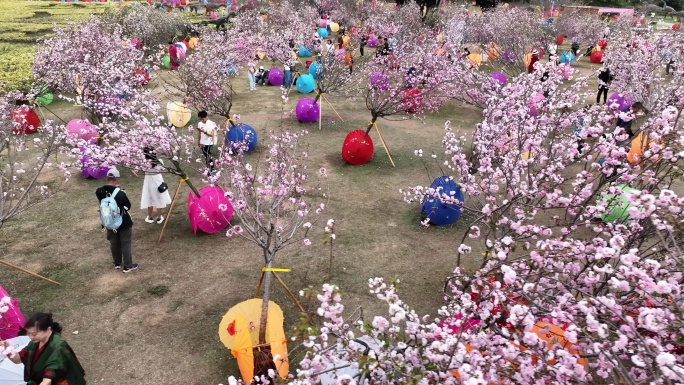 深圳樱花节