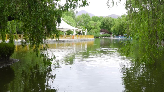 水禽 森林公园 生态公园 林荫路