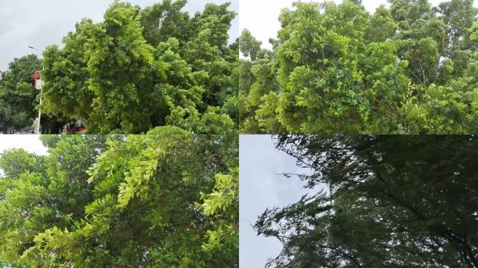 狂风大作风雨交加大风刮风风吹树叶台风风声