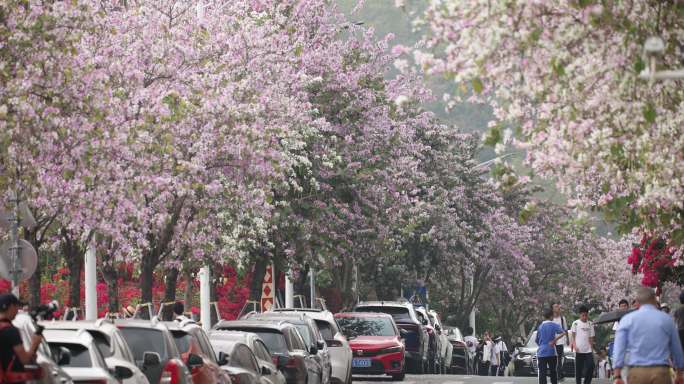 深圳小南山游客