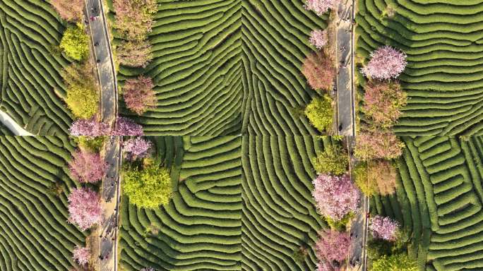 4k福建永福台品樱花茶园航拍