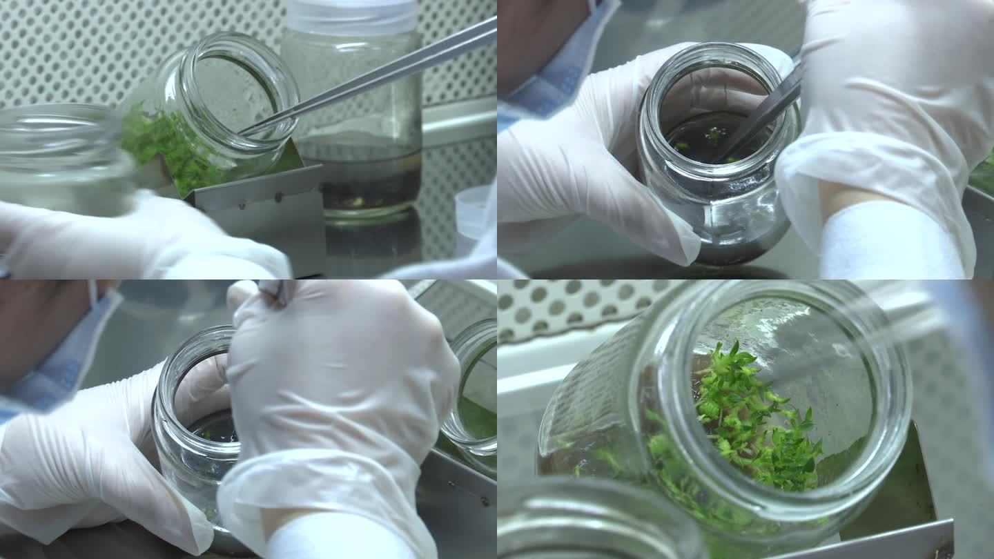 石斛 实验室 组织培养 操作 繁殖 育种
